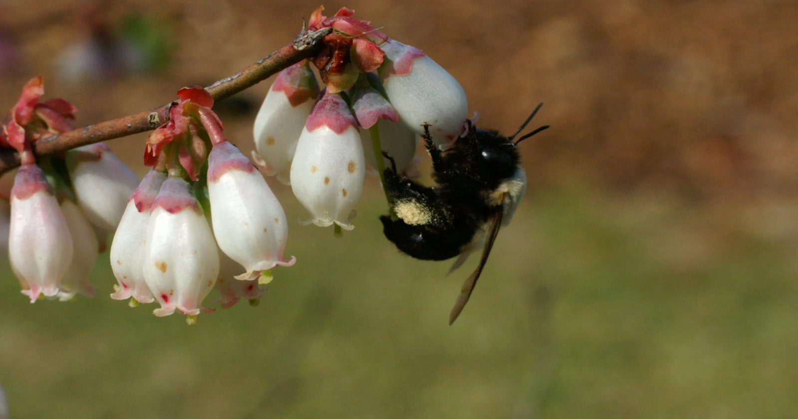 Lack of Pollination