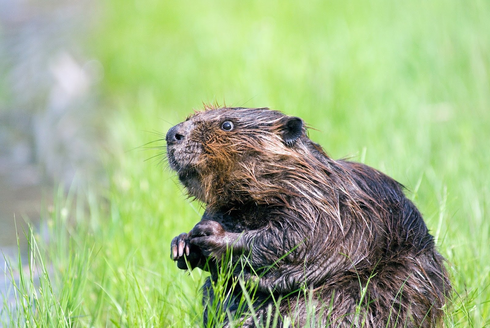 Sprouts Beaver