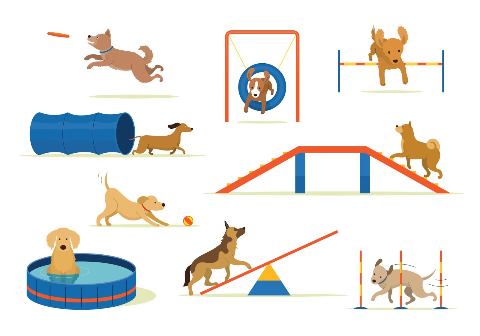 Infographic, Different Types of Agility Dog Training