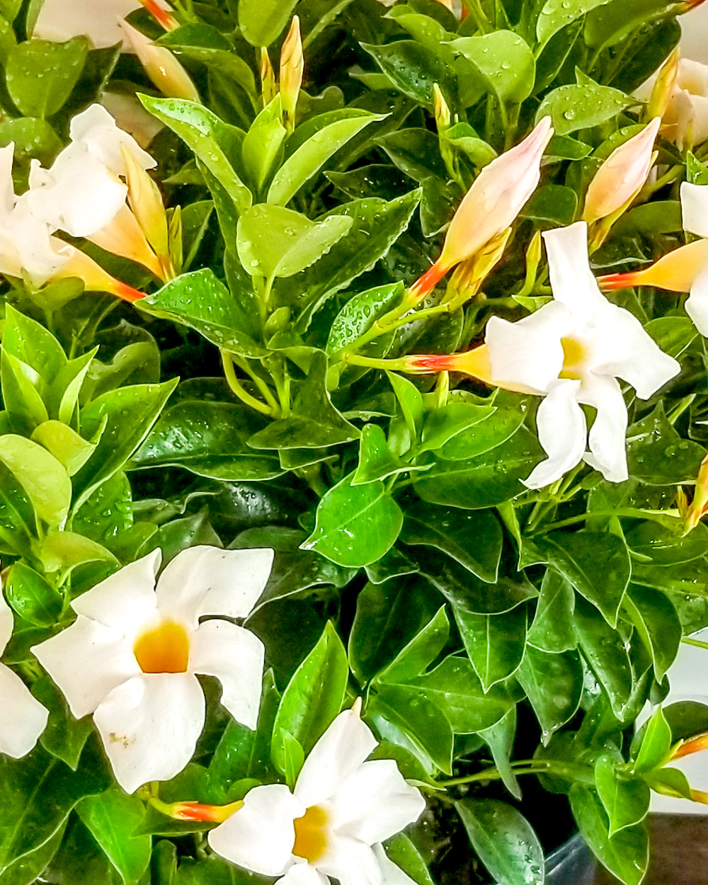 White Mandevilla Vine (Dipladenia sanderi)
