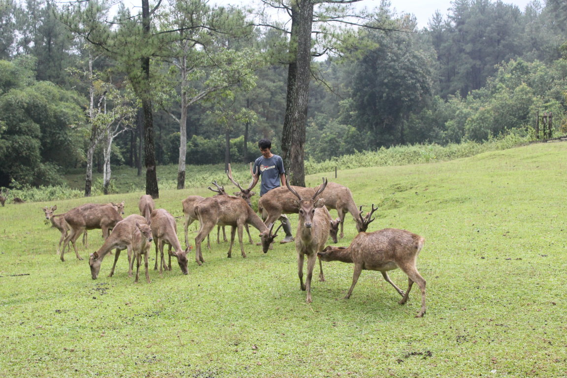 Wisata Sejuk Terdekat, Penangkaran Rusa Cariu (Photo: Google Map: x umamx)