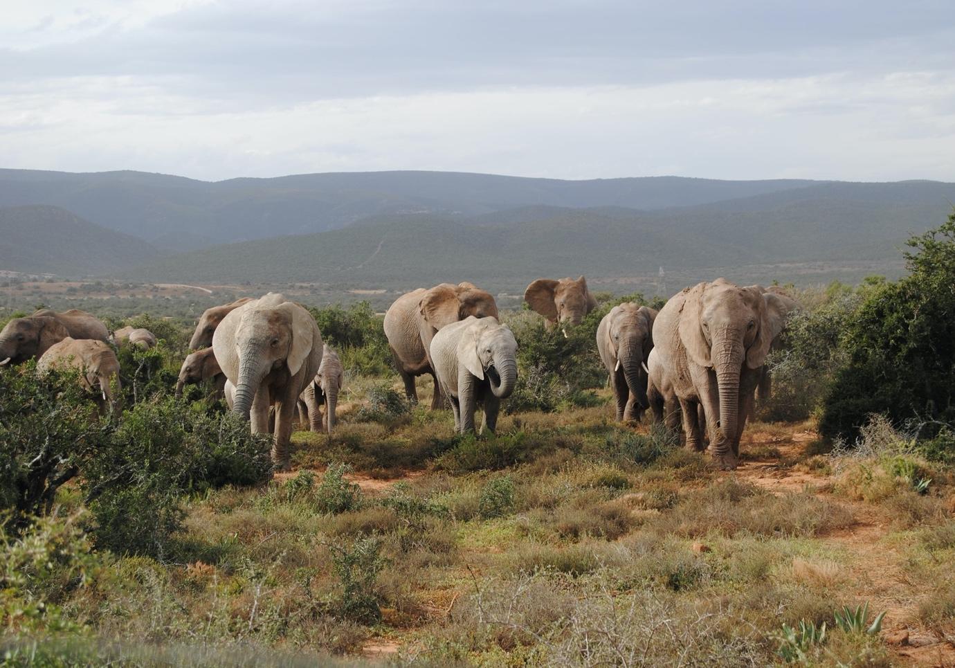A herd of elephants in a field

Description automatically generated