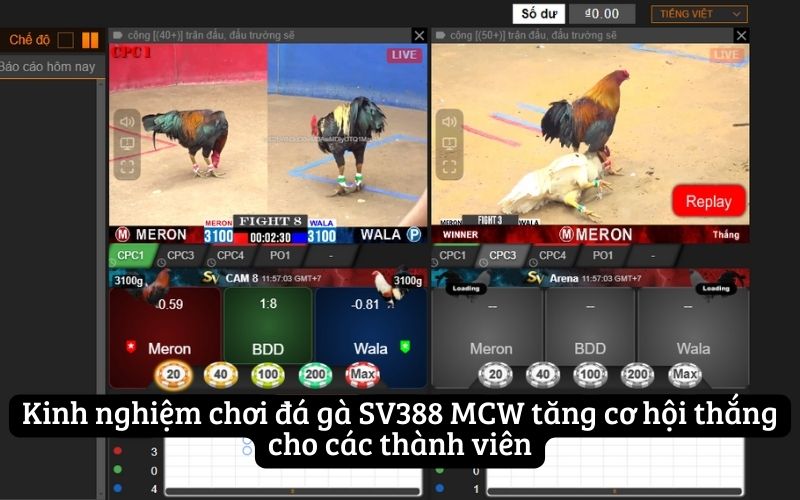 Kinh nghiệm chơi đá gà SV388 MCW tăng cơ hội thắng cho các thành viên