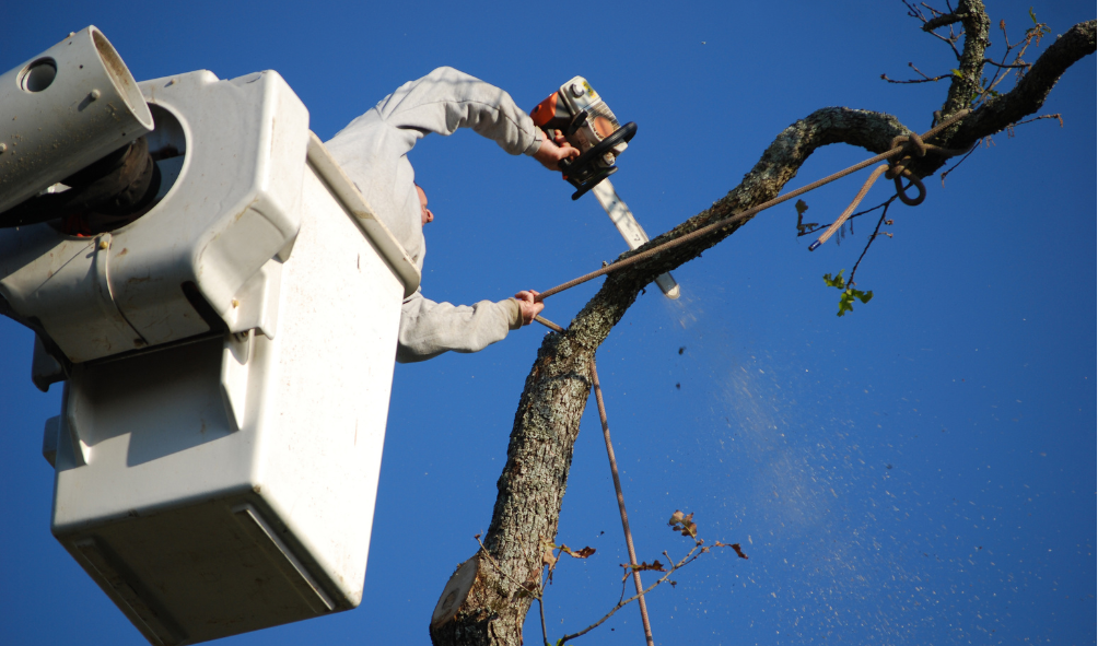 tree service Chamblee GA