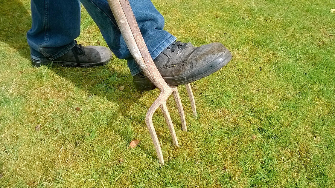Aerate your buffalo grass