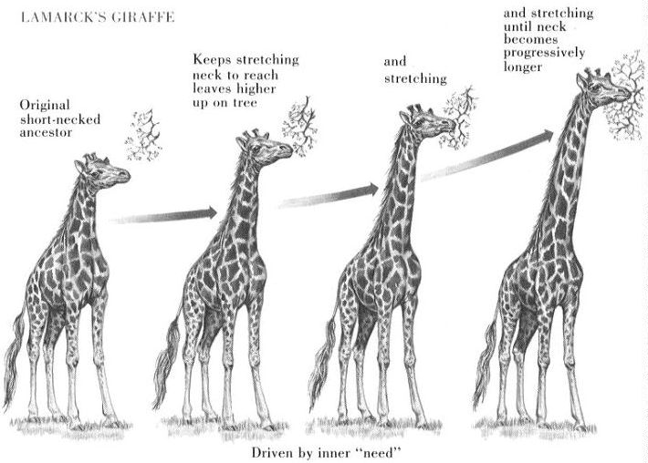 giraffe_lamark