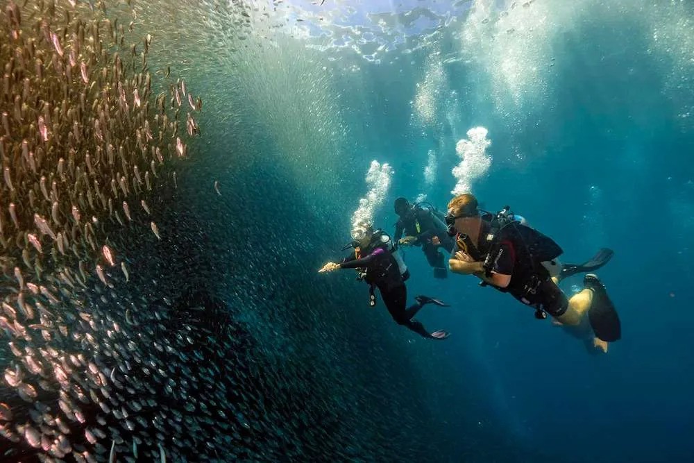 A photo of divers with sardine run in Moalboal Cebu.