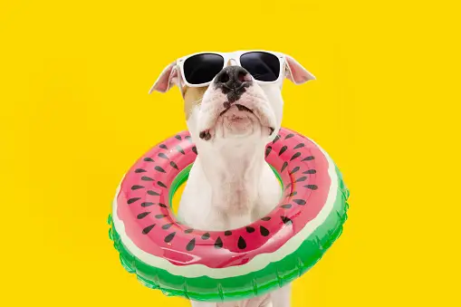 a dog with a watermelon tube around its neck