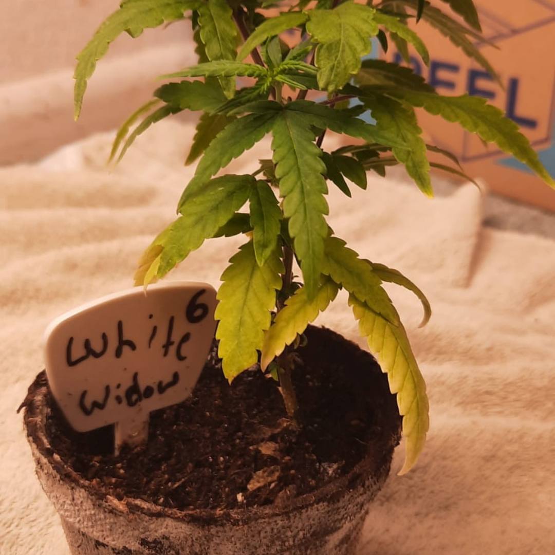 Cannabis plant with yellow leaves due to nutrient deficiency