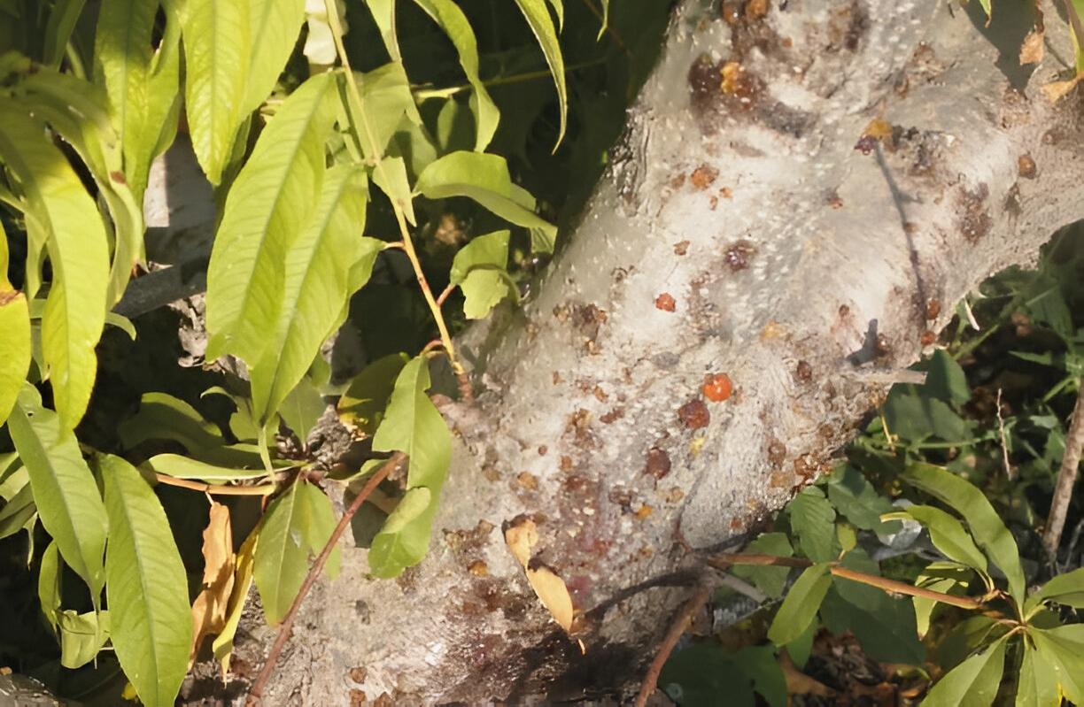 Almond bark beetle - the world of plants