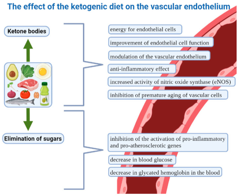 the effect of the ketogenic diet on the vascular endothelium
