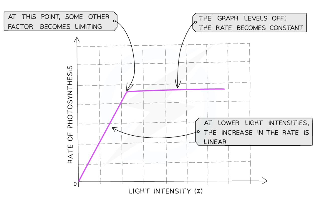 Look at how the rate of photosynthesis increases as we increase light intensity at the start. In this diagonal part of the graph, light intensity is the limiting factor. Later, however, the graph levels off and no matter how much we increase the light intensity further, the rate of photosynthesis doesn’t increase. This indicates that in the flat part, some other factor (light carbon dioxide concentration or temperature) is limiting the rate of photosynthesis, not light intensity!