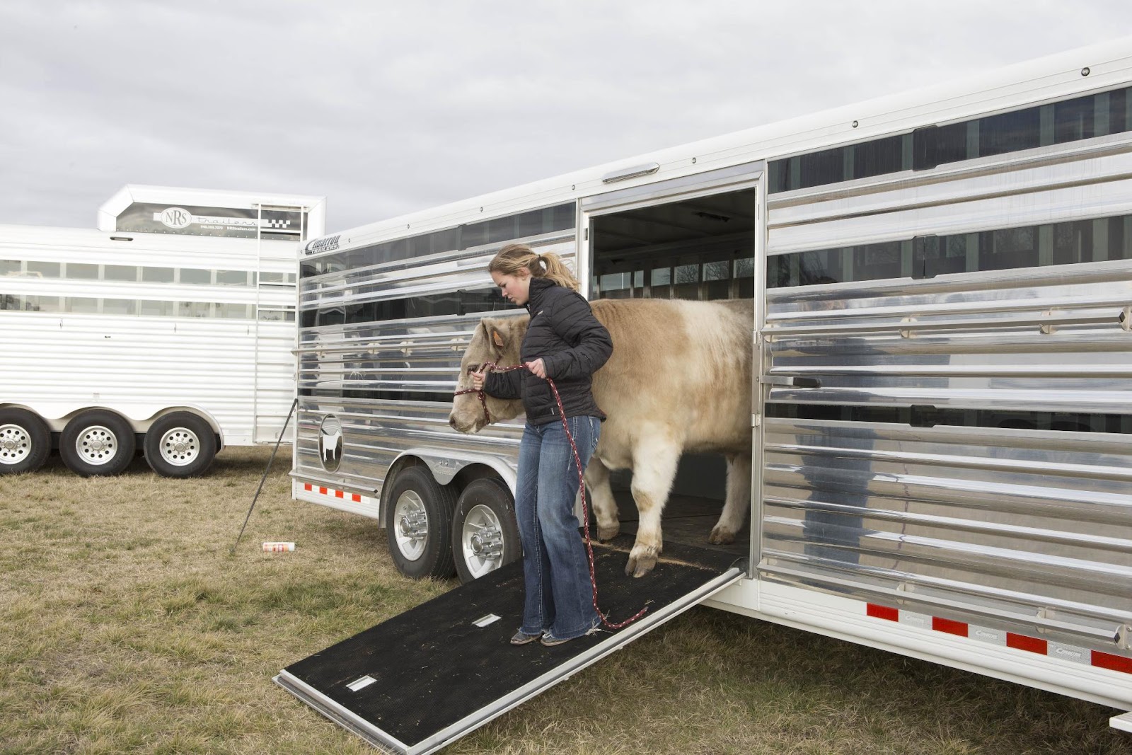 NRS show team member walks show cattle out of Cimarron Pen System Trailer from National Trailer Source. 