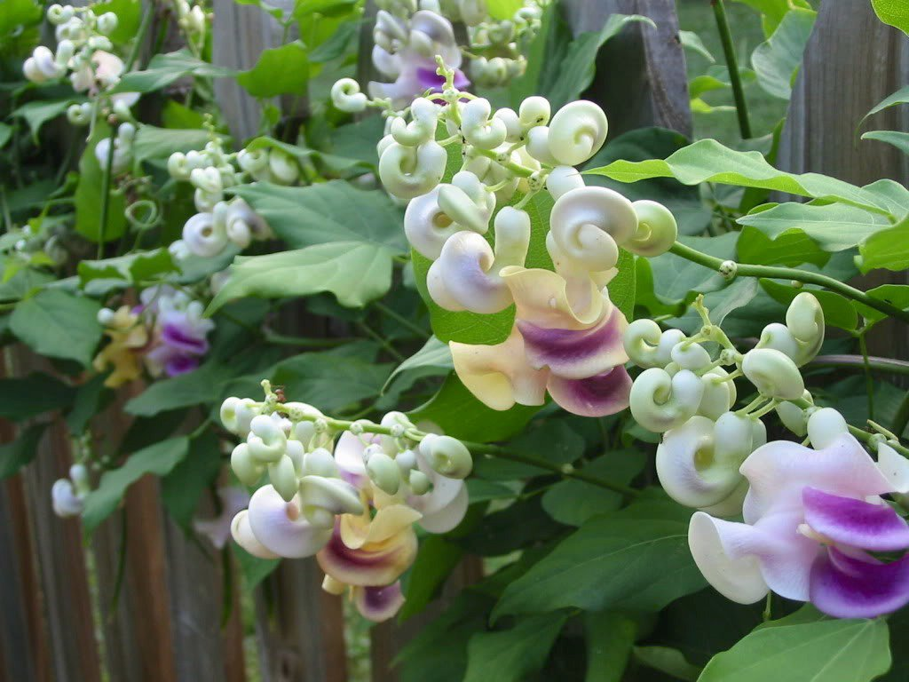 White Flowering Corkscrew Vine (Clematis aristata 'Milky Way')