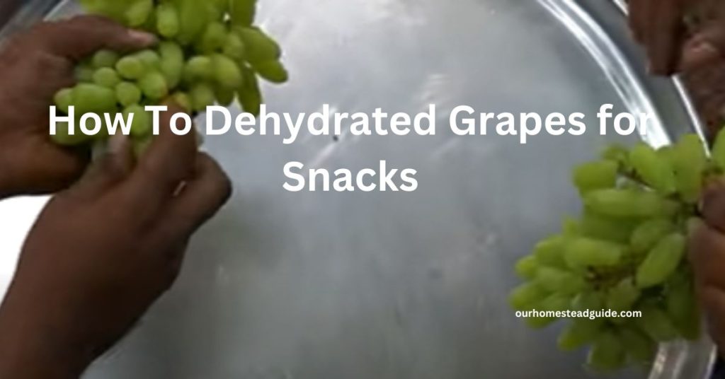 Dehydrated Grapes for Snacks