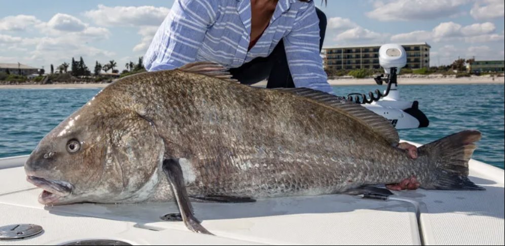 Florida Saltwater Fish - Black Drum Saltwater Fish
