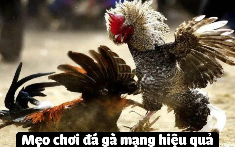 Mẹo chơi đá gà mạng hiệu quả