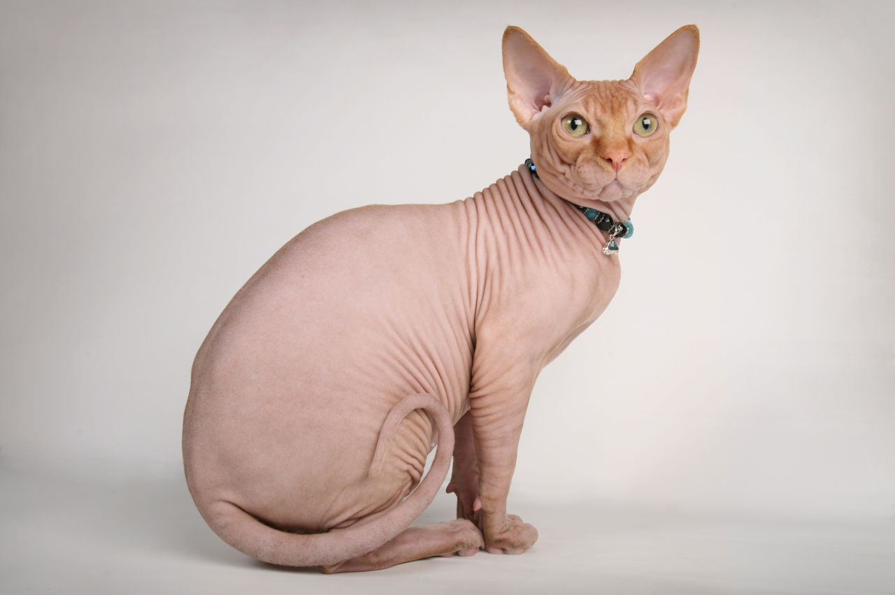 Sphynx Cats Breeders