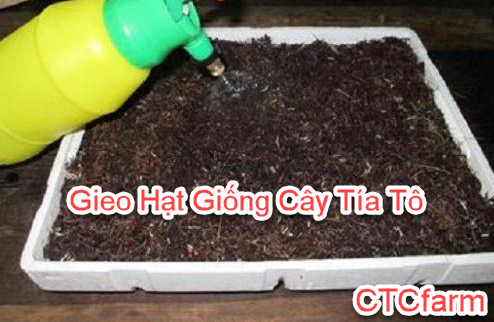 Hướng Dẫn Cách Trồng Cây Tía Tô - Bí Quyết Để Rau Gia Vị Luôn Tươi Tốt ctcfarm