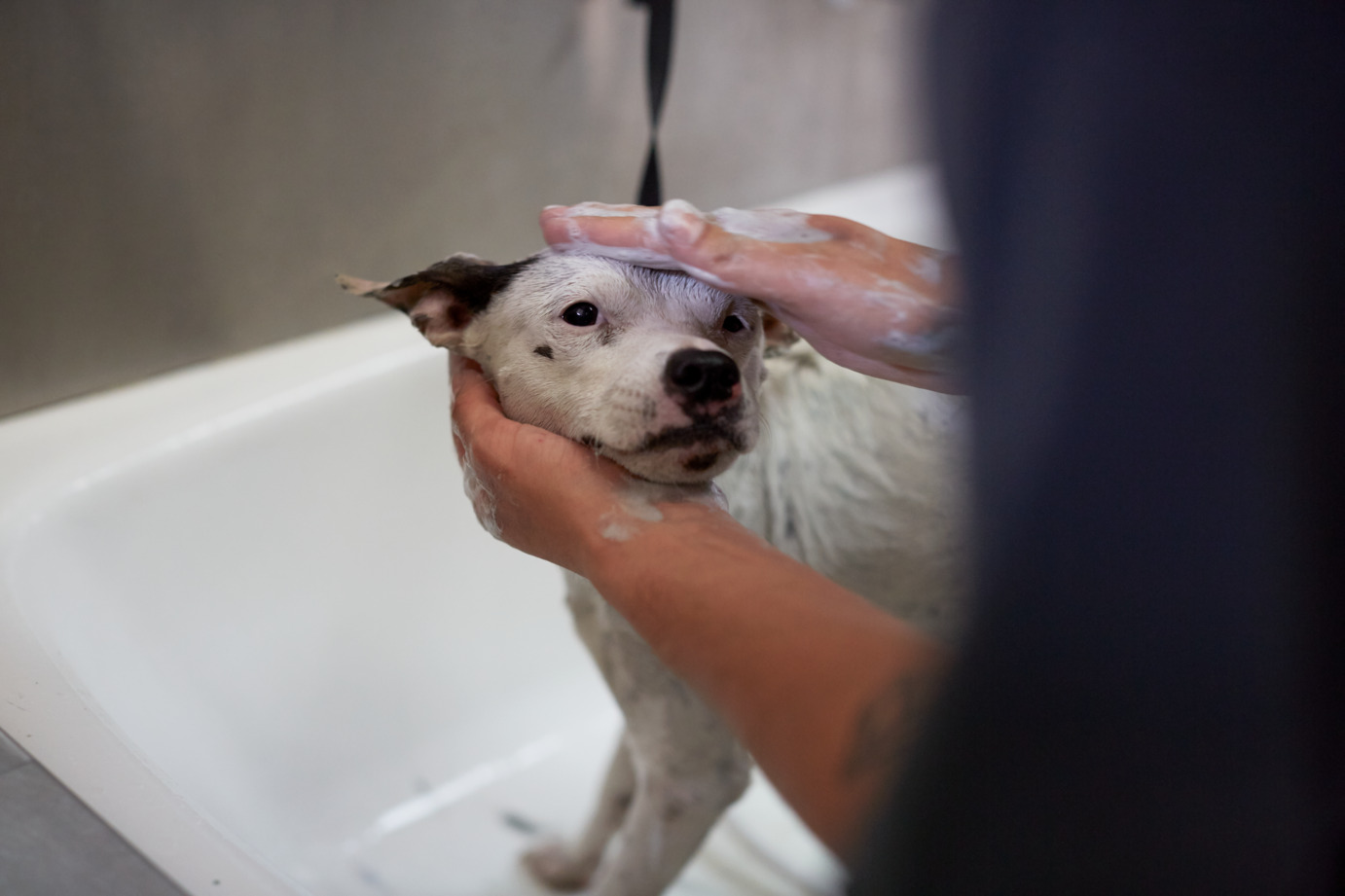 Собаке моют голову