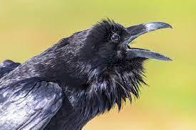 Crow's Teeth