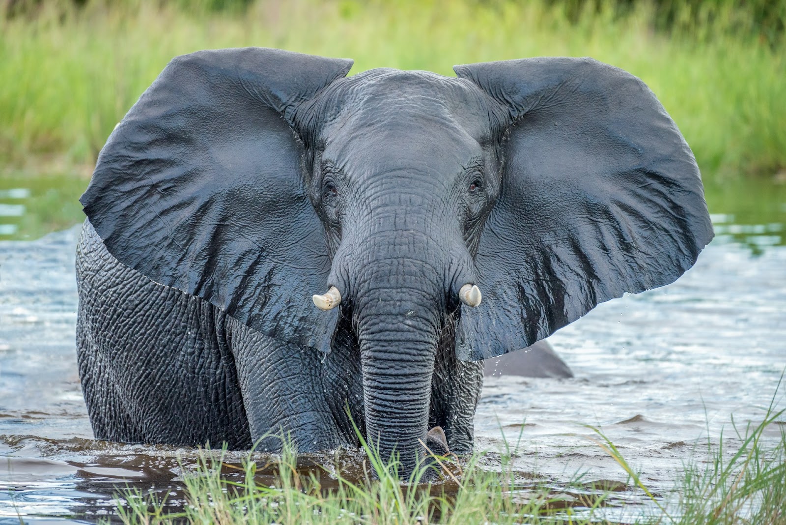 best time to visit Chobe national park and see Elephants