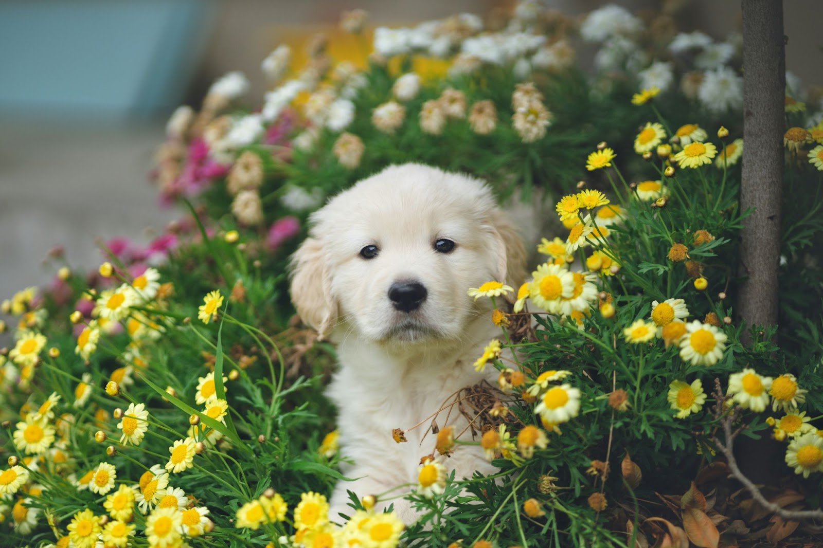 Solemn puppy among flowers