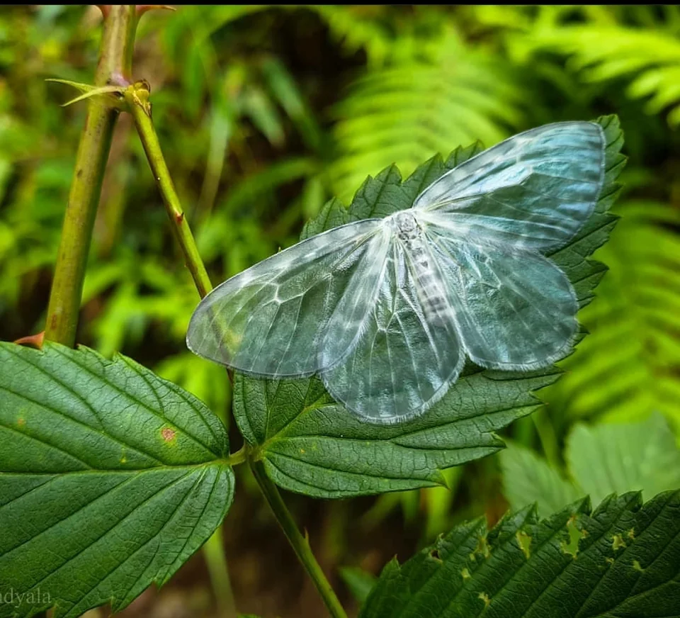Deroca hyalina,the moth with transparent and scaleless wings possibly a evolutionary adaptation for camouflage.