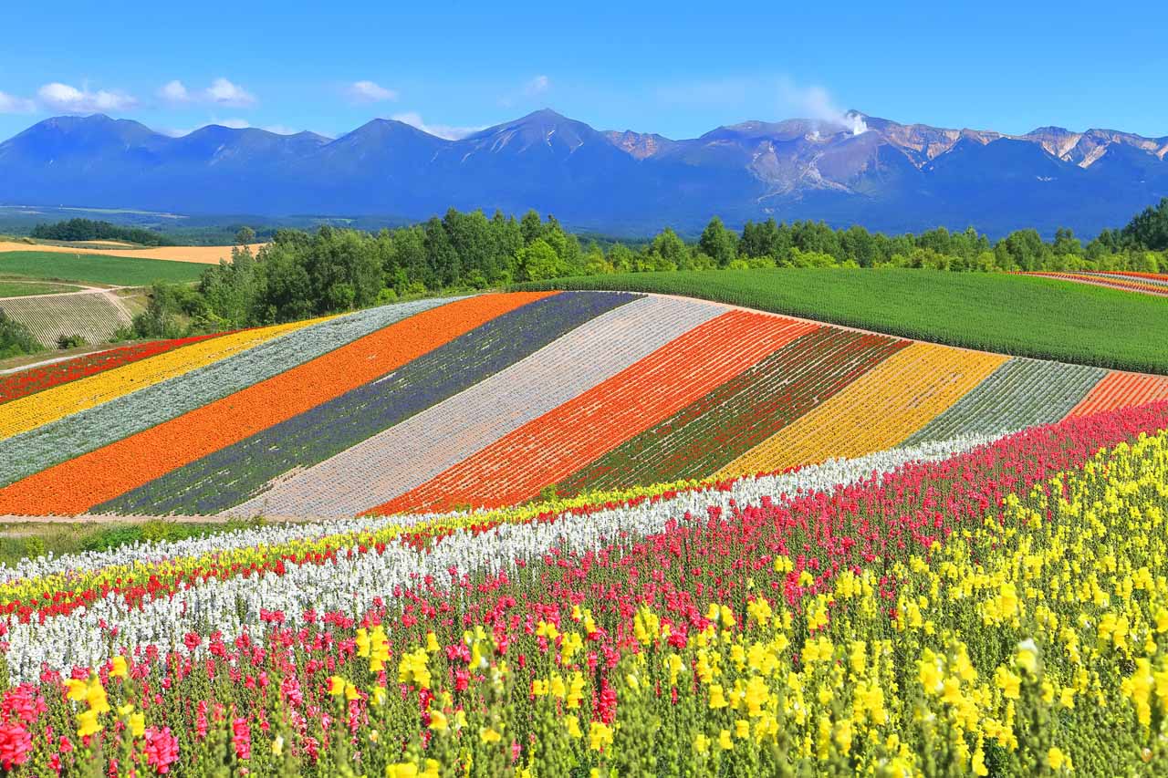 パッチワーク柄の花の絨毯「四季彩の丘」