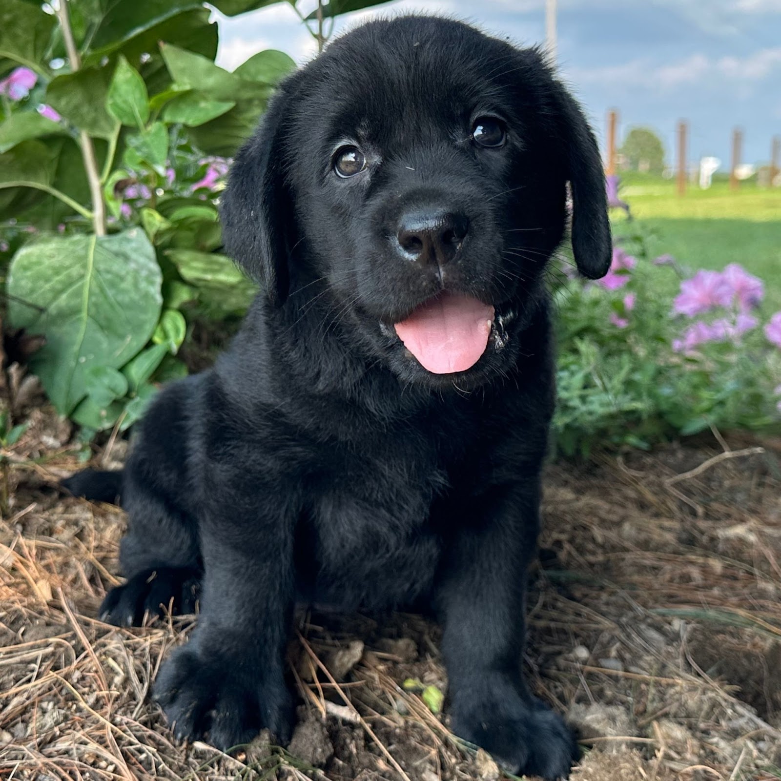 black labrador retriever puppy