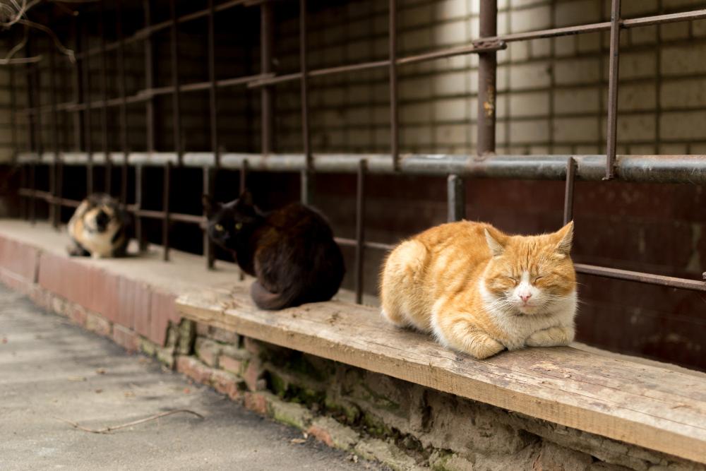 Une image contenant chat domestique, mammifère, Chats petite et moyenne taille, chat

Description générée automatiquement