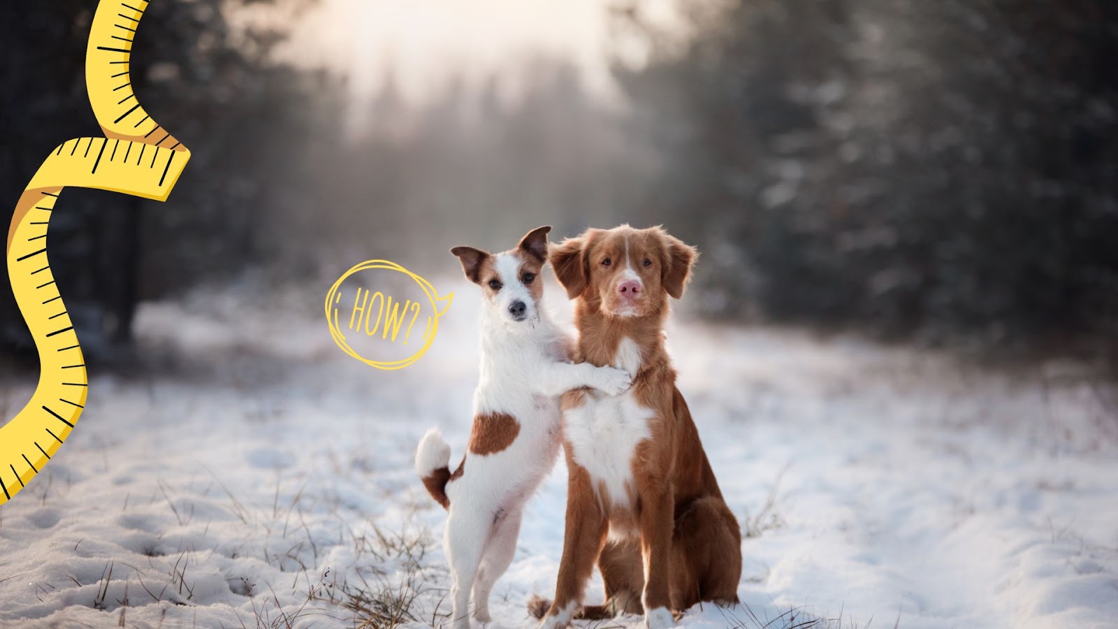 Dog Coats for Winter