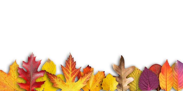 A group of colorful leaves

Description automatically generated