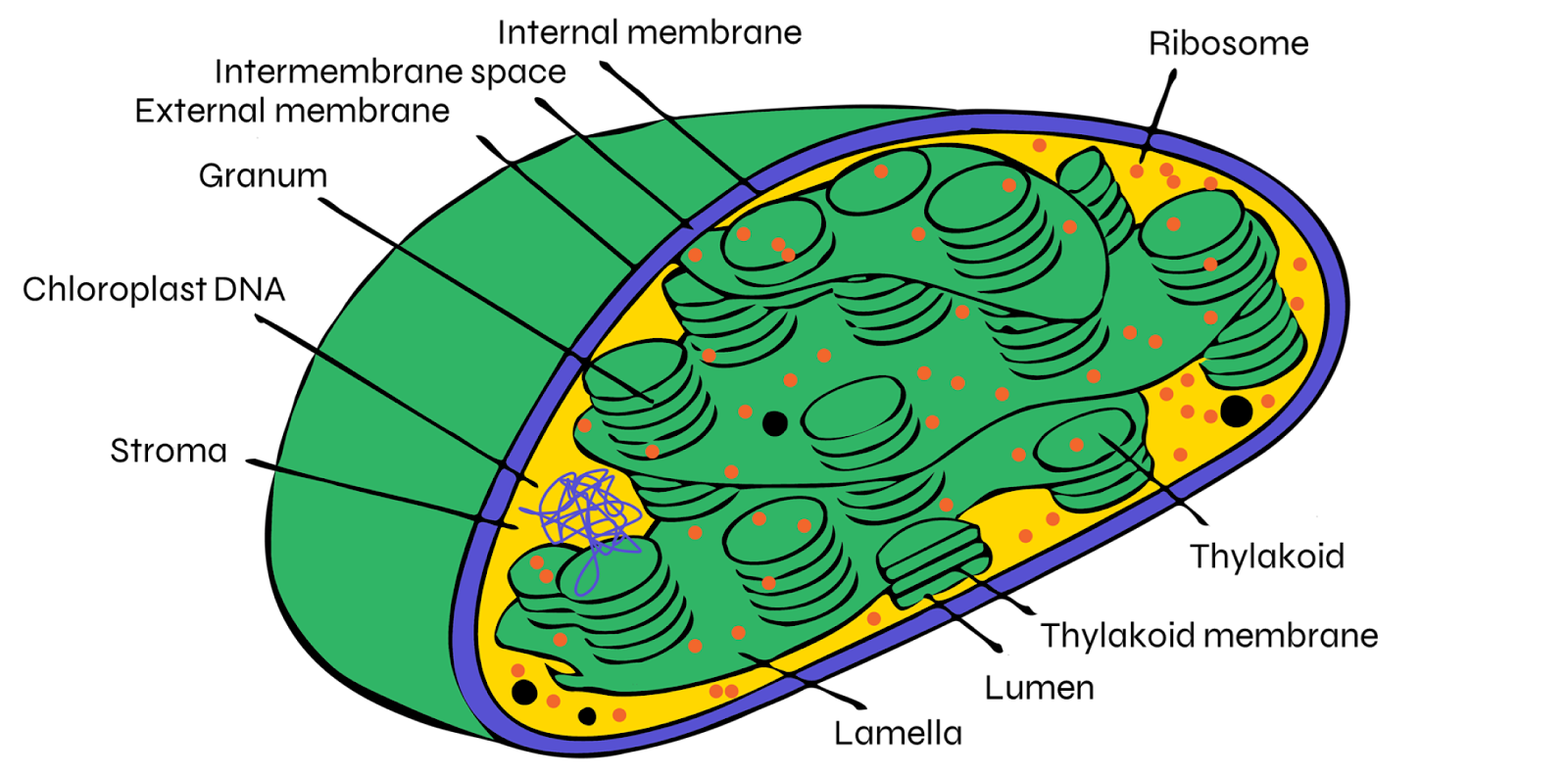 light dependent reaction photosynthesis - image 3 - chloroplast structure