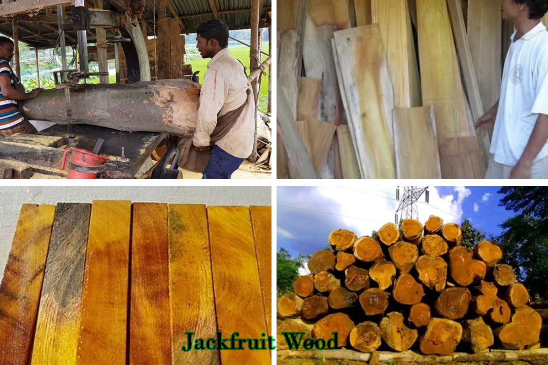 Jackfruit Furniture