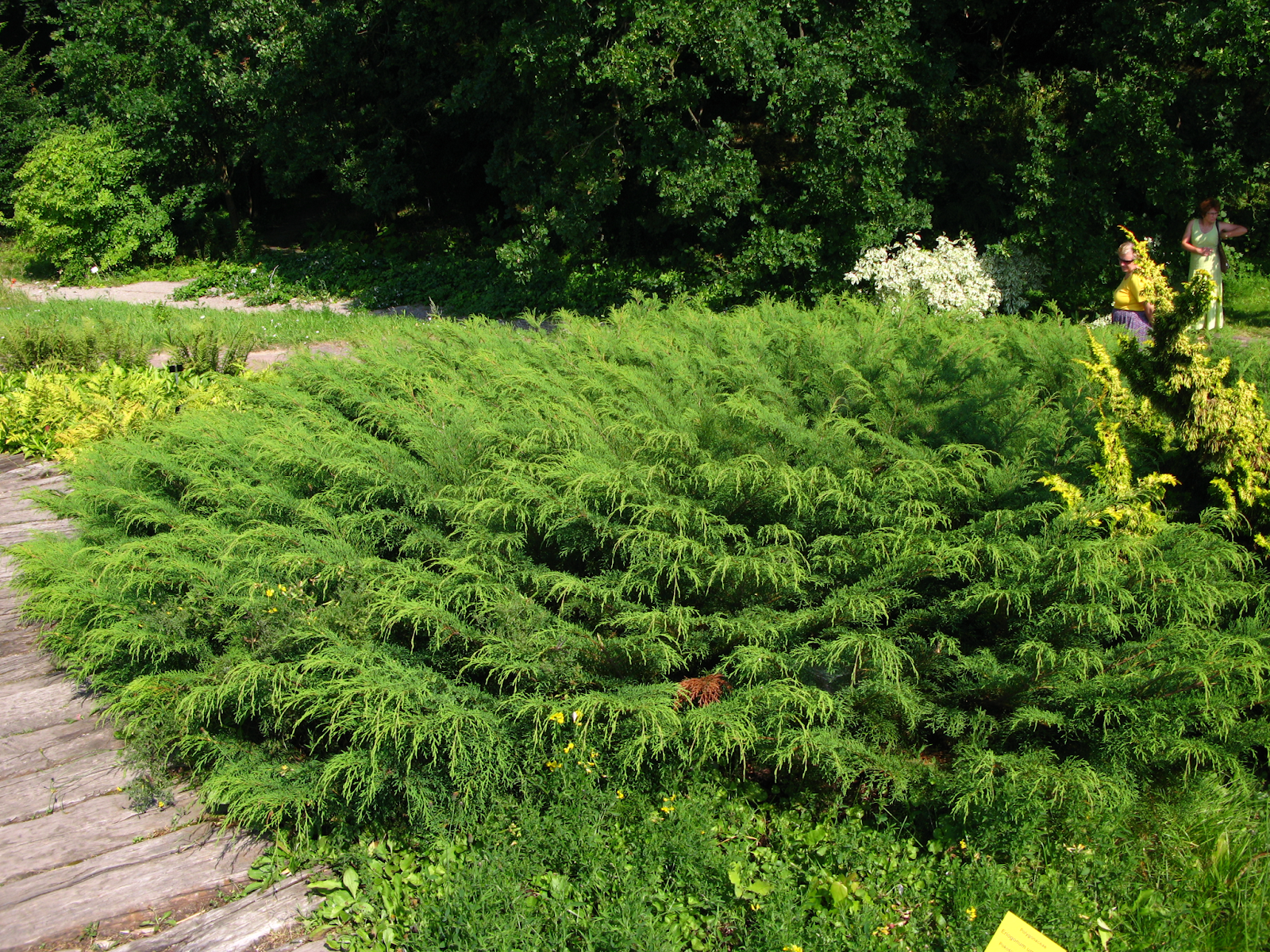 Siberian Cypress (Microbiota decussata)