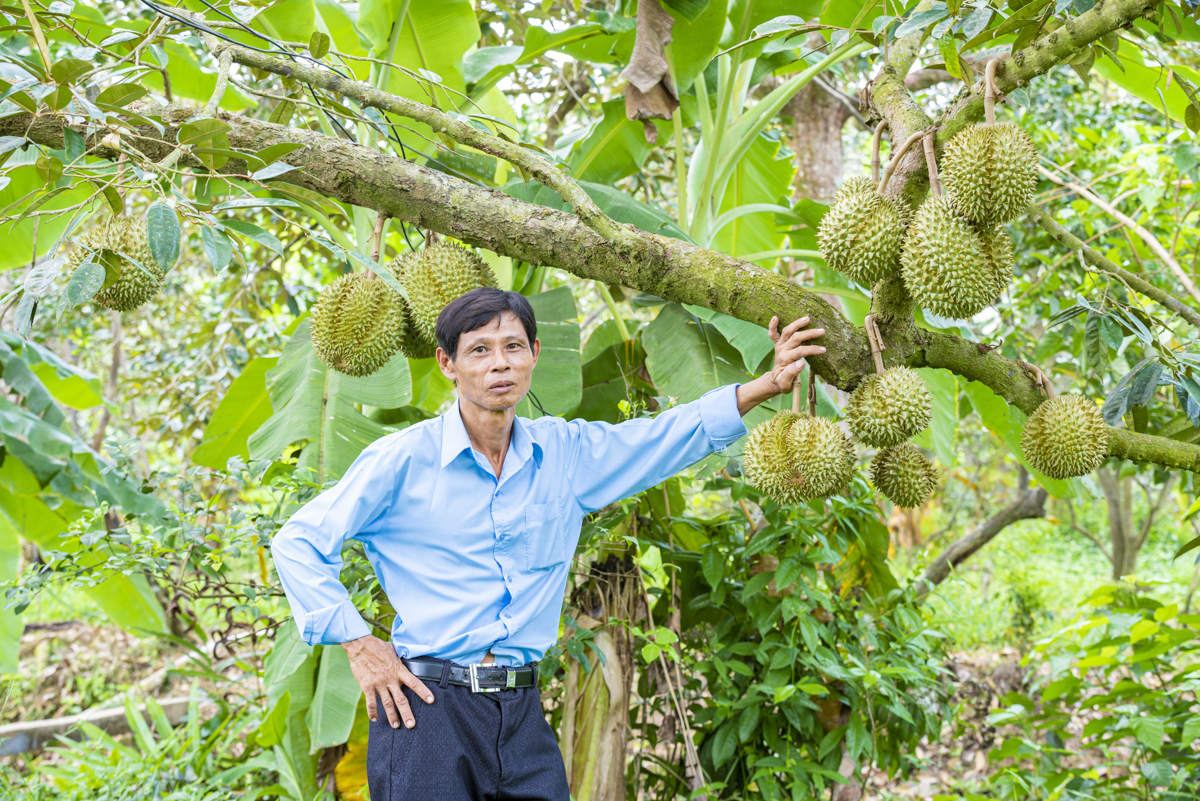 sầu riêng việt nam