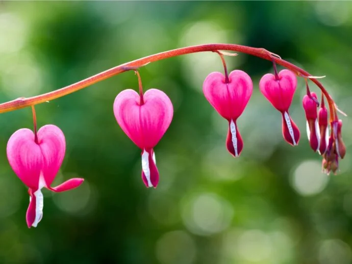 Dicentra (Dicentra spectabilis)