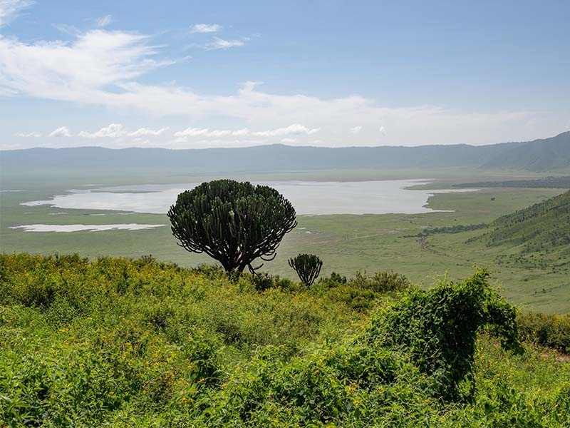 Your Safari to Tanzania at Ngorongoro Crater's diverse wildlife