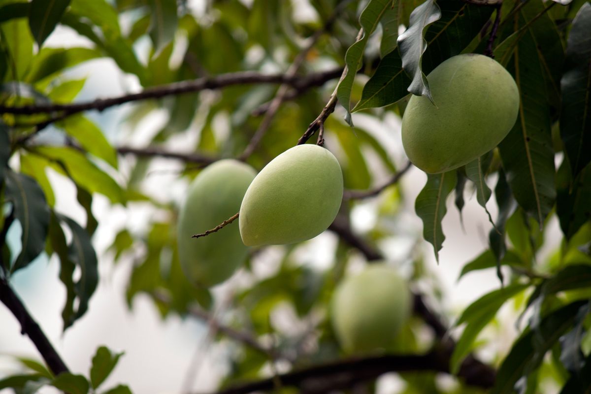 Cultural and Scholarly Perspectives on Mango Tree Dreams