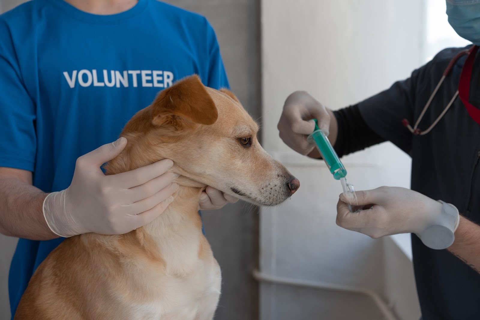 dog receiving first aid from a vet and volunteer while looking at a syringe