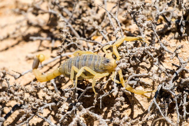 A striped bark scorpion, showcasing its distinctive yellowish-brown coloration and striped pattern on its back.