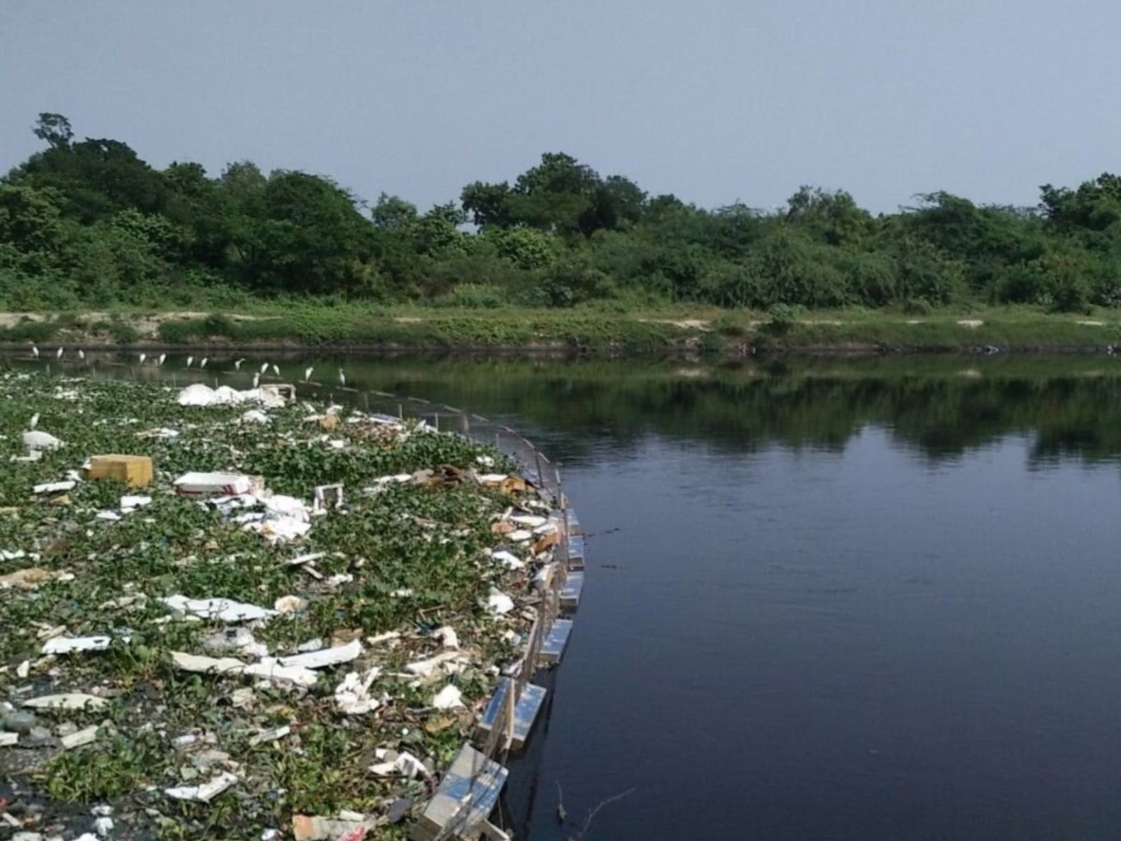 river pollution in india essay