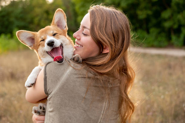 multiple dog owner carrying a corgi