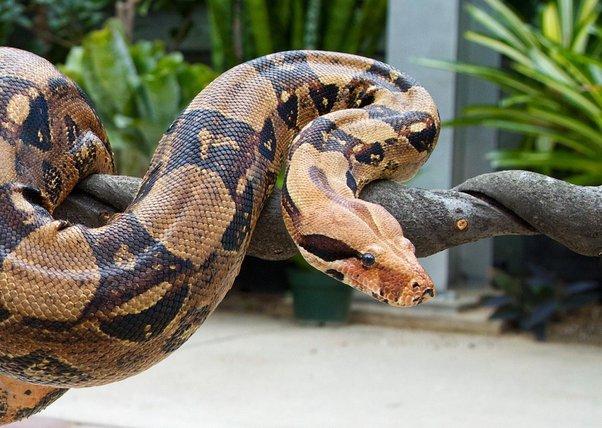 What is the difference between a python and a boa constrictor? - Quora