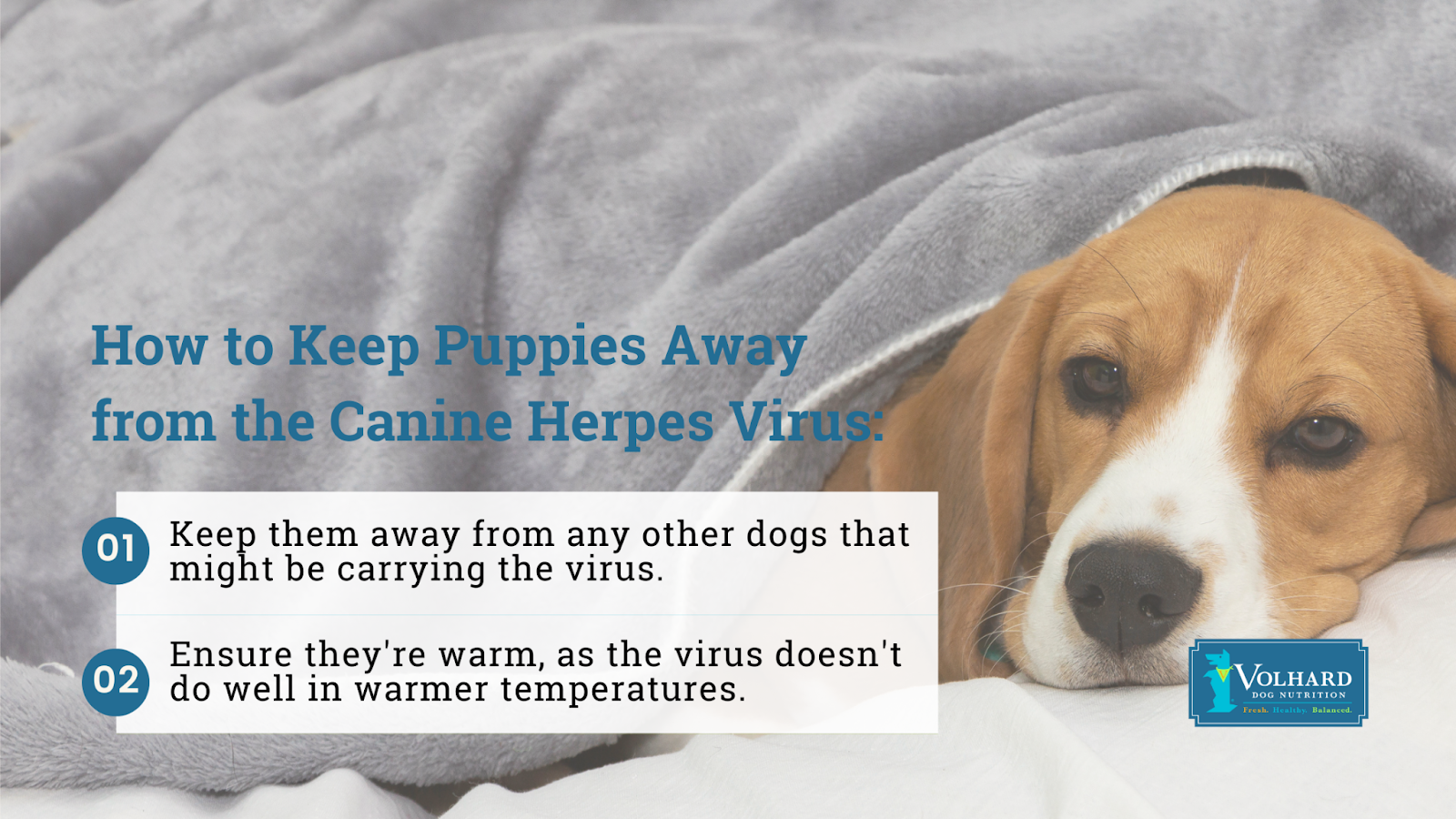 Keep puppies away from the canine herpes virus
