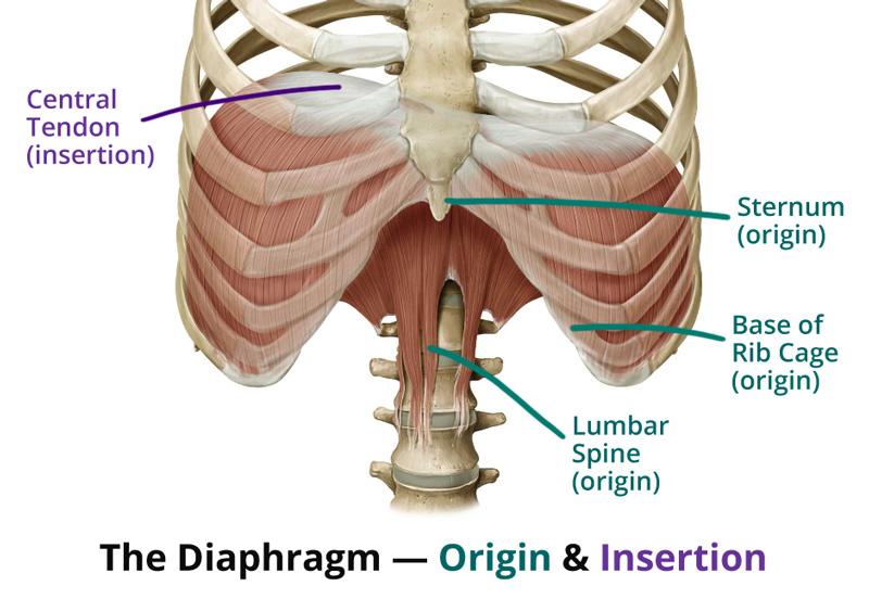 diaphragm-origin-insertion