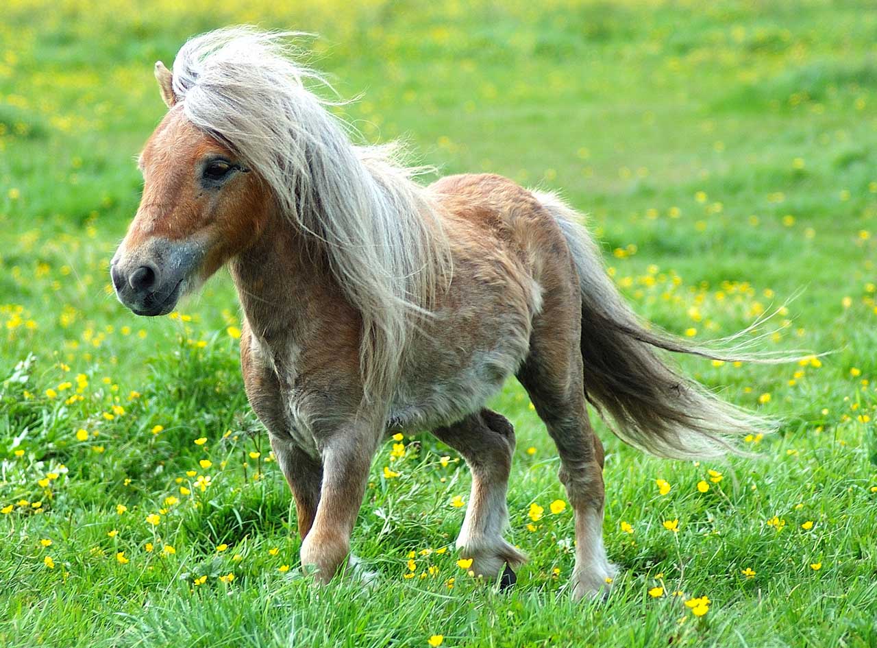 Supplies For Miniature Horses