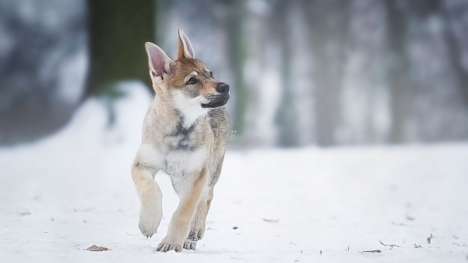 Young Vlcak puppy running in snow in winter