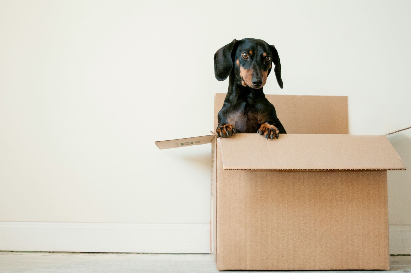 Photo of a small dog in a box